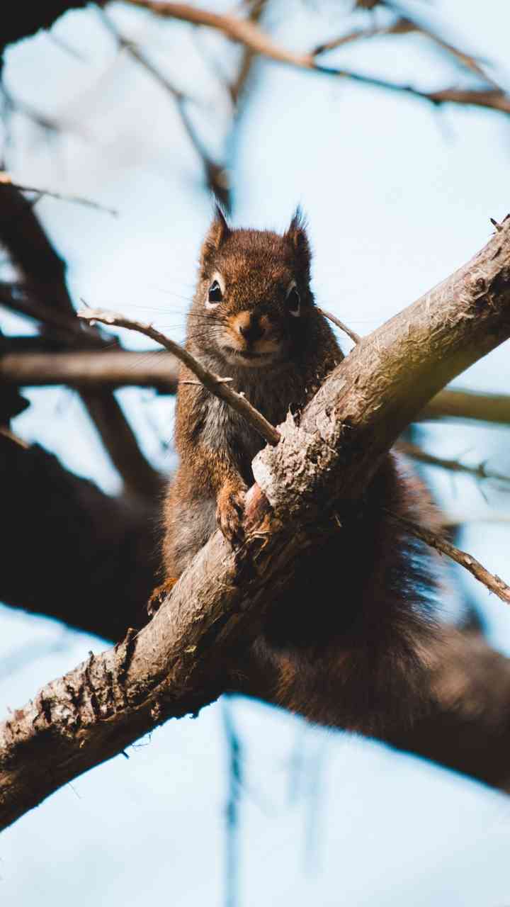 Squirrel on a tree - MirrorLog